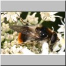 Cheilosia illustrata - Bunte Erzschwebfliege m03.jpg